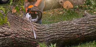 Best Lawn Disease Treatment  in New Lebanon, OH
