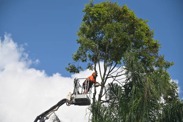 How Our Tree Care Process Works  in  New Lebanon, OH