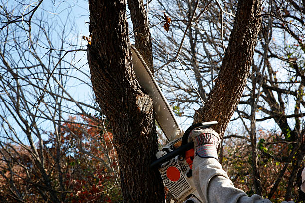 Best Tree Preservation Services  in New Lebanon, OH
