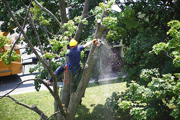 Best Landscape Design and Installation  in New Lebanon, OH