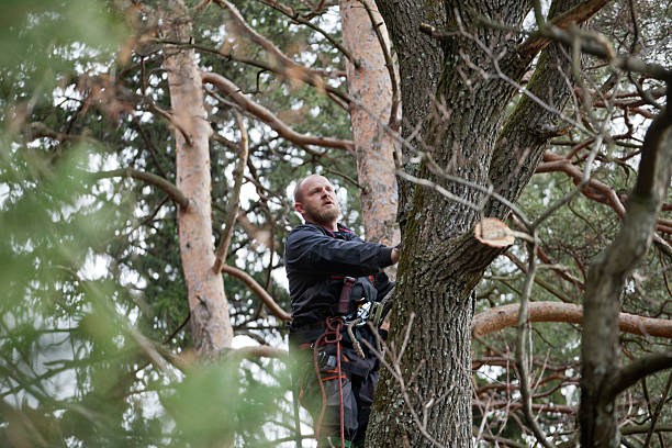 Best Storm Damage Tree Cleanup  in New Lebanon, OH