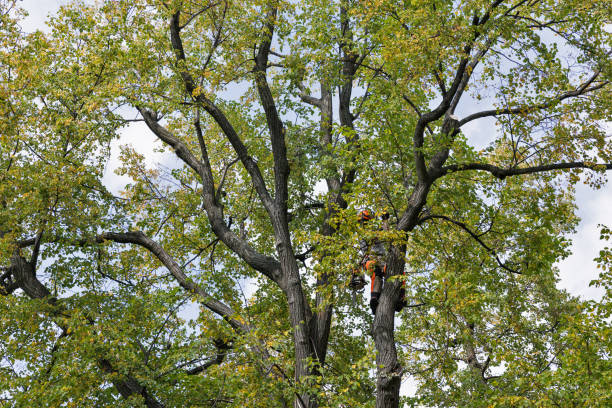 Reliable New Lebanon, OH Tree Care Solutions